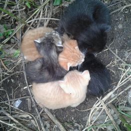 D 784d9096 46a9 44a7 a531 611d2690aea7