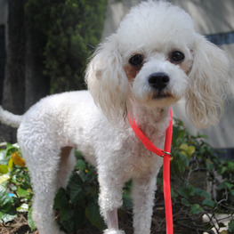 D ae3c5300 ce4b 4f0a bdb5 be114fca1644