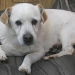 D 1caf3d86 4fcd 4e26 bf59 29b97ae408bb