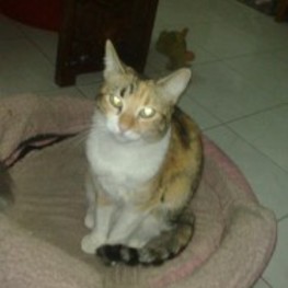 D 1263ab4a 0c55 476d 85d4 690c5f2cb459