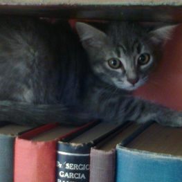 D 838e2a29 2a6a 4ced 86a4 6baf8e679cff