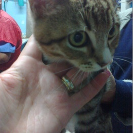 D 054aad0c 0371 4d3a b085 2284848cc31d