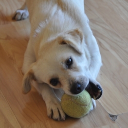 D 85932463 dbef 4d72 9eea b52bfb3f8fd8