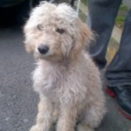 D 2a19660c 510a 481c 97c9 f51383f07d4e