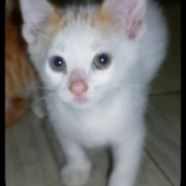 D c3f31c2c b6ba 4be4 8072 83063afabaaa