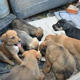 D 4ccdaace 7ba4 4636 8d04 228cf8260955