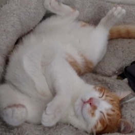 D c03911a4 ca76 4c48 878f f5cb90e3959e