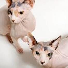 D 379f1553 430d 4682 8118 37eff957d16b