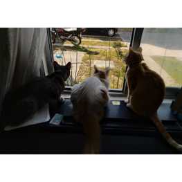 D cc7c4745 4798 4d39 bcfe c63089a4e845